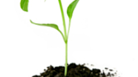 Timeline: Botany by Max Stravitz