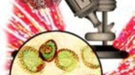 Timeline: Cell Theory Time-line