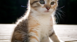 Timeline: My Cat's Best Moments