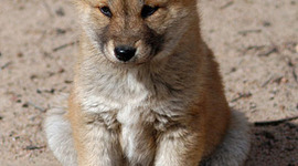 Timeline: Olivia Davis - The Chamberlain Case