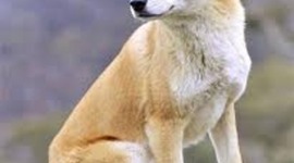 Timeline: "Dingo ate my baby" Timeline