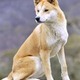 Dingo