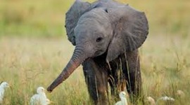 Timeline: FrIeNdS BiRtHdAyS