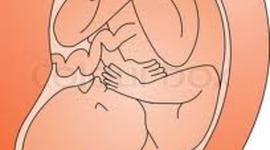 Timeline: Fetal Developement Timeline