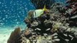 Timeline: Biscayne National Park