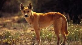 Timeline: A dingo has got my baby!