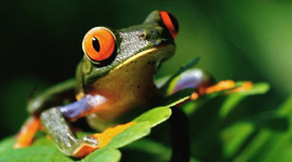 Timeline: Environmental Science