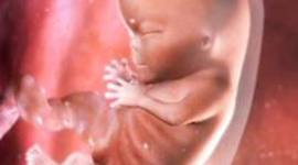 Timeline: fetal devolpment