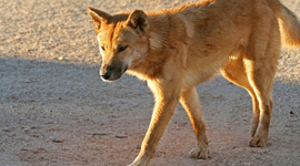 Timeline: Chamberlain Case