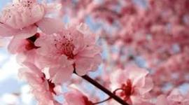 Timeline: Cultures of East Asia