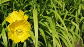 Timeline: Sireti portfoolio