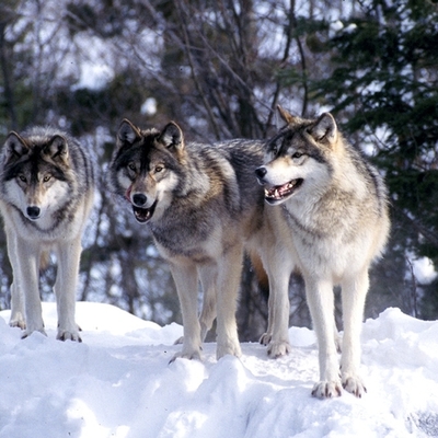 Timeline: Saving The Wolves: How It Happened
