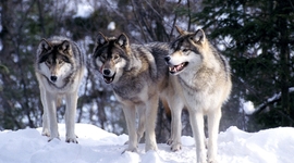 Timeline: Saving The Wolves: How It Happened