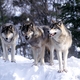 Wolf pack
