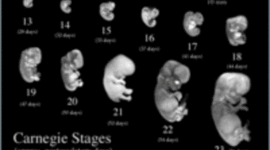 Timeline: Prenatal development