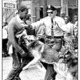 Civil rights dogs
