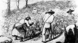 Timeline: Diminishing Progress in Colonial VA and Life of Anthony Johnson