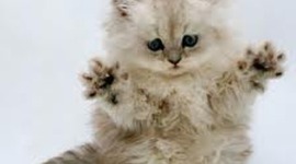 Timeline: Brooklan's 2013 Reading Log