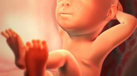 Timeline: Fetal Development