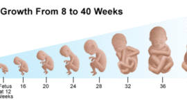 Timeline: Fetal Development