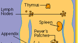 Timeline: Immune System Timeline