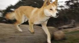 Timeline: A Dingo's Got My Baby