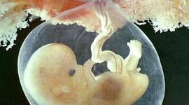 Timeline: Fetal Development