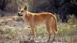 Timeline: Azaria Chamberlain, "A Dingo Has Got My Baby"