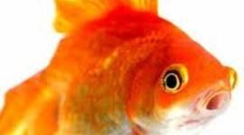 Timeline: IB Diploma History HL Historical Timeline