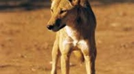 Timeline: A Dingo Has Got My Baby - Azaria Chamberlain