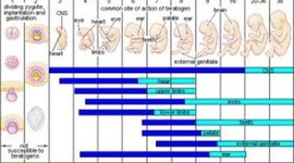 Timeline:  fetal and pregnancy development timeline