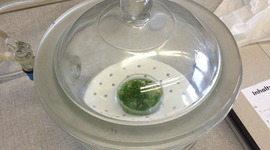 Timeline: Protoplast Transient Transformation with Evelyne :)