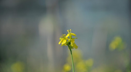 Timeline: Brassica & Co.