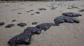 Timeline: Science bio/ecology internal AS 90951 and 90926