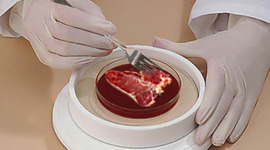 Timeline: Science Internal Assessment 90926/90951: Should NZ Scientists experiment with growing synthetic meat in labs?