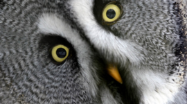 Timeline: Who Are You?