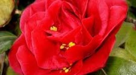 Timeline: RECUERDOS DE COLEGIO