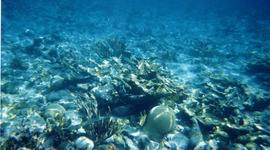 Timeline: Underwater Photography