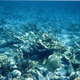 Underwater bahamas 1998