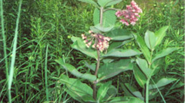 Timeline: Milkweed Historical