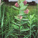 Awesome pawsome milkweed plant