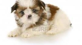 Timeline: Julia SR  American Revolution