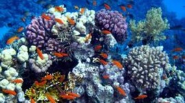 Timeline: Underwater Photography