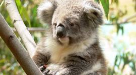 Timeline: History of Australia