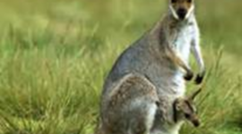 Timeline: Australia Colonization