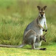 Kangaroo