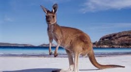 Timeline: Awesome Things About Austarlia