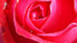 Timeline: Sample - a rose blooms...
