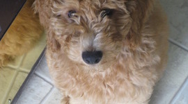 Timeline: Koli the Monster