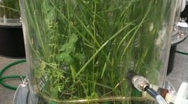 Timeline: Making and Maintaining an EcoTube - By Sarah Pellkofer